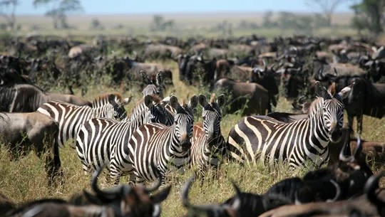 3 Days Masai Mara Fly-in Safari from Mombasa