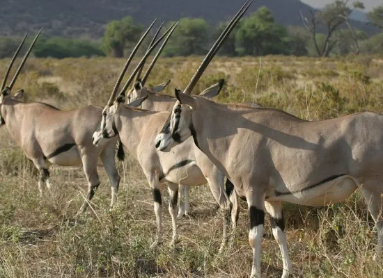 Samburu