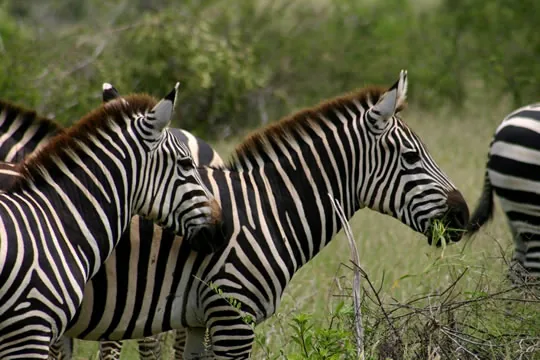 7 Days Best of Kenya Safari: Aberdares, Samburu, Lake Nakuru and Masai Mara photo 2