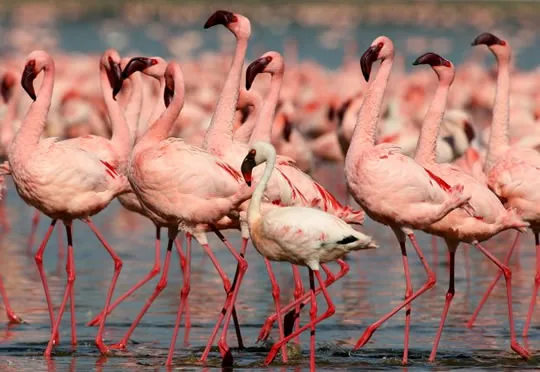 2 Days Nairobi to Lake Nakuru Safari