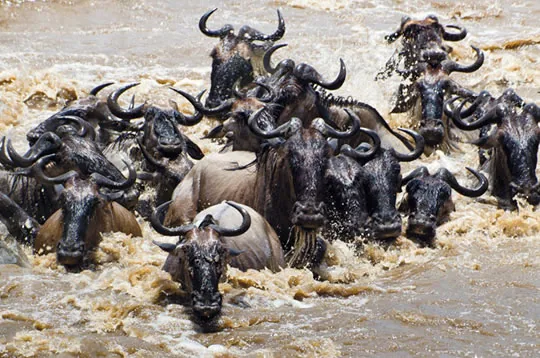 2 Days Masai Mara Fly-in Safari from Mombasa