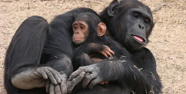 6 Days Samburu, Ol Pejeta, Lake Nakuru and Lake Naivasha Safari photo 2