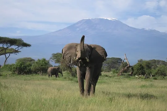 3 Days Nairobi to Amboseli Safari ending in Mombasa