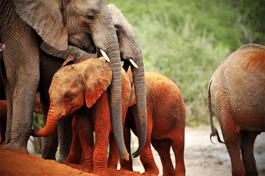 2 Days Tsavo East Safari from Mombasa